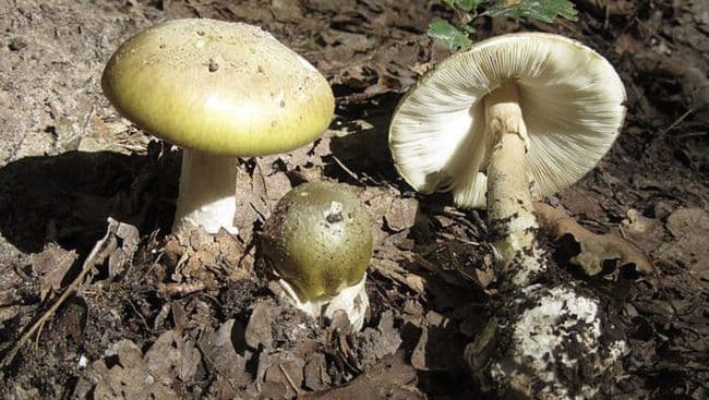 Dikira Aman, 4 Orang Tewas Usai Makan Jamur Beracun